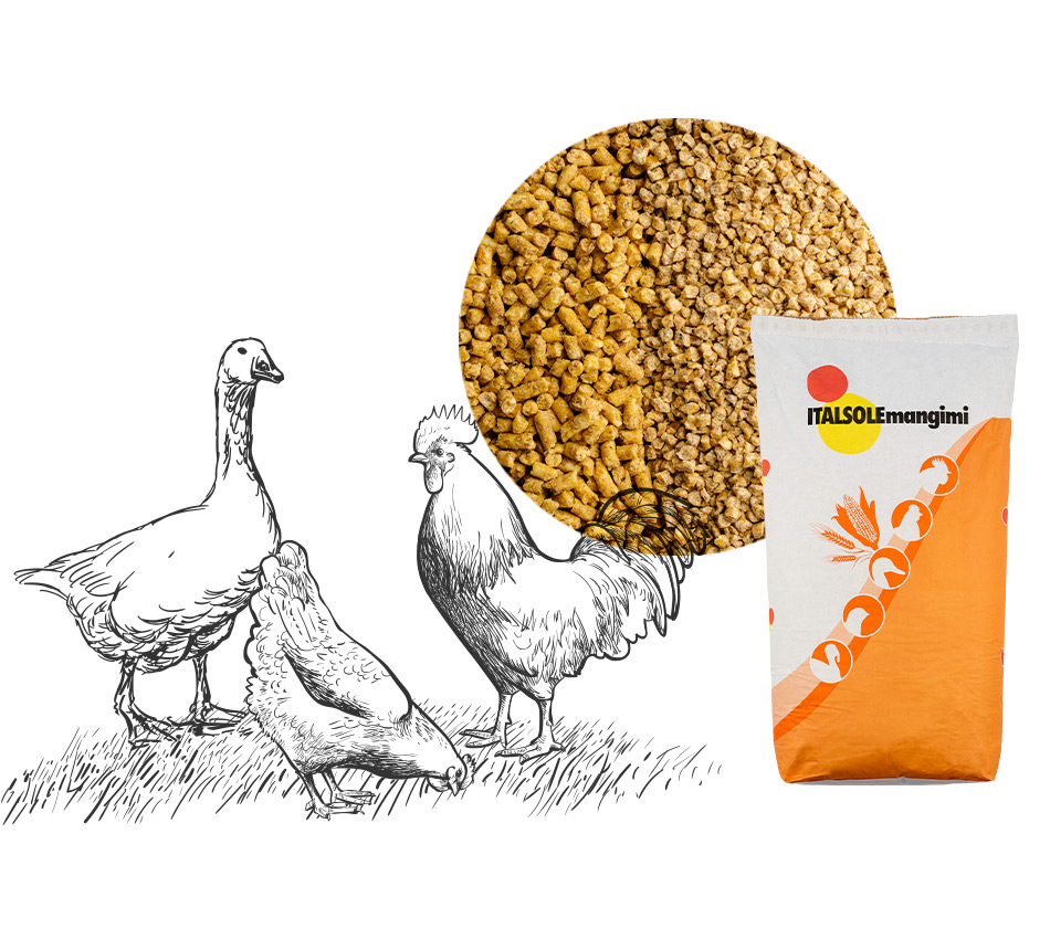 Mangimi avicoli