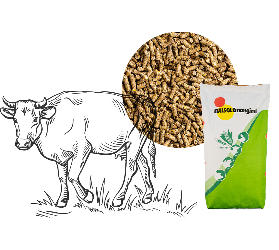 Interna-MangimiBovini