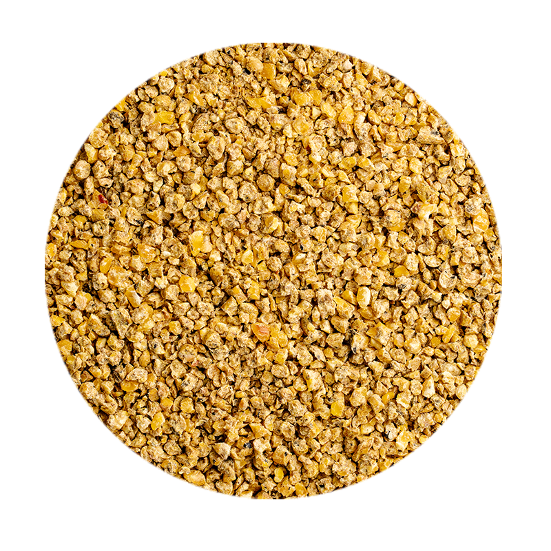 Pulcini