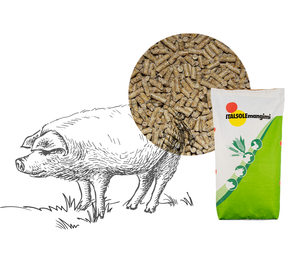Interna-Mangimi-suini