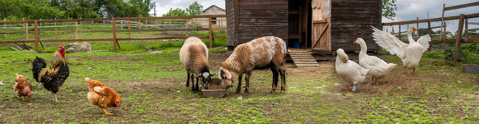 banner-animali-da-cortile-02